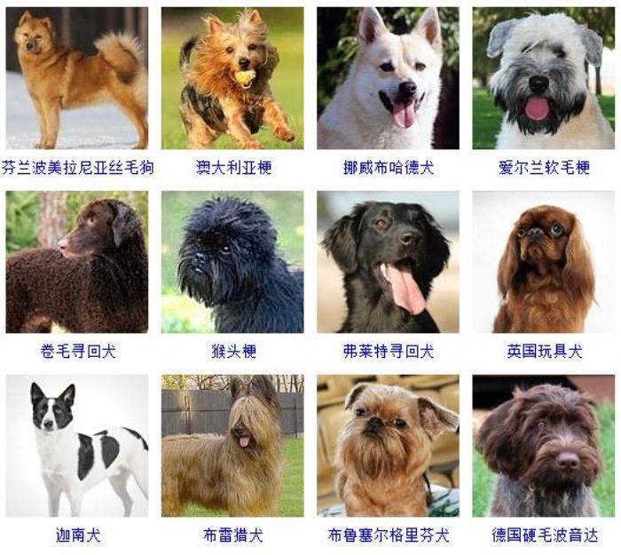 宠物猫健康_宠物图片狗狗图片品种大全