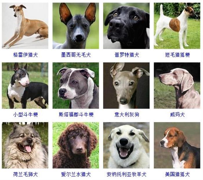 宠物小精灵图鉴宠物狗_宠物图片狗狗图片品种大全