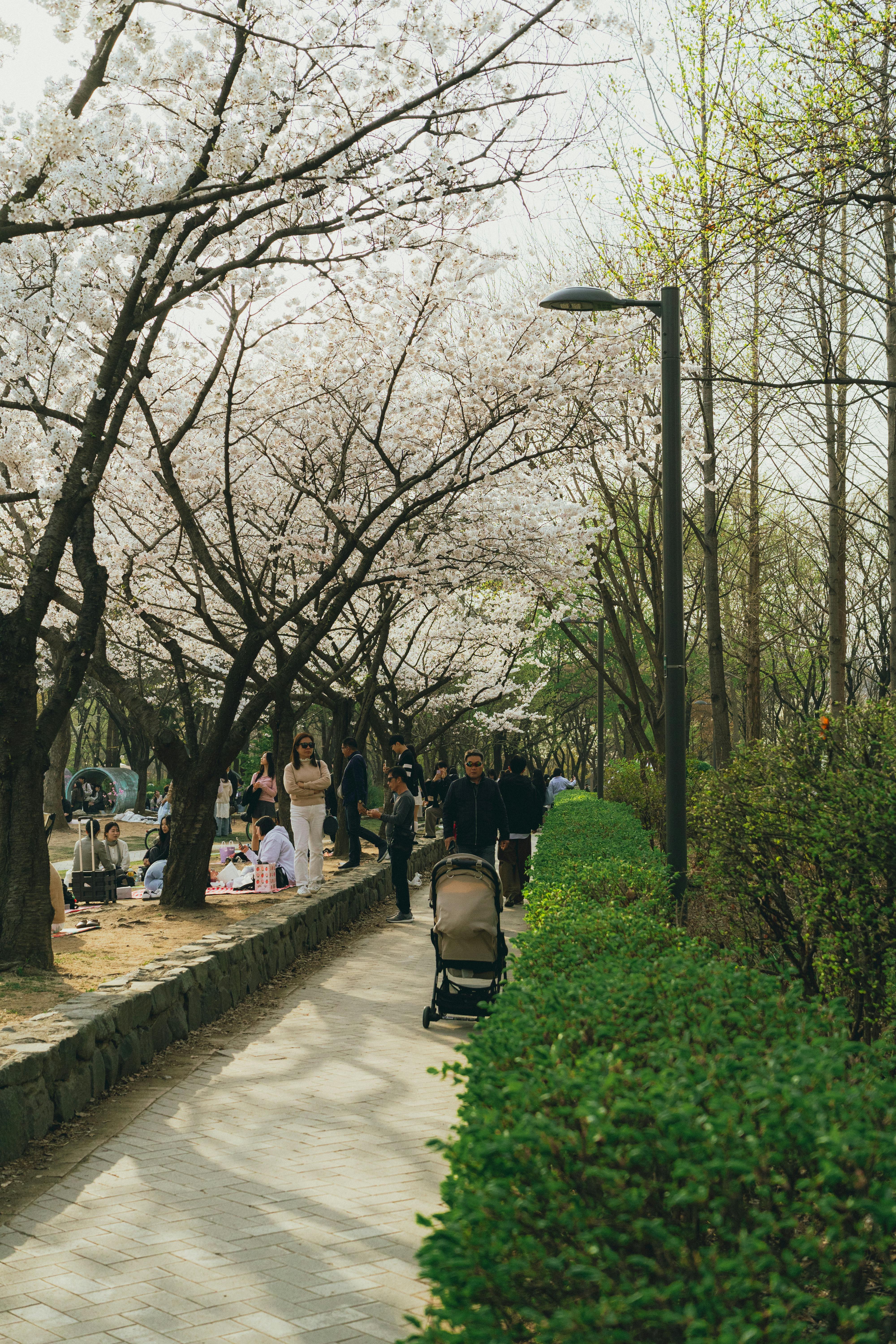 美景图片Higashiyama_春季首尔樱花步道