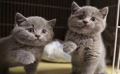 宠物猫上海