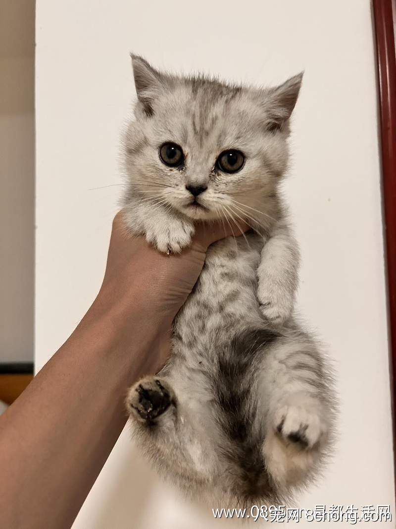 宠物猫2