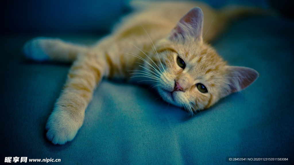 宠物小精灵猫头