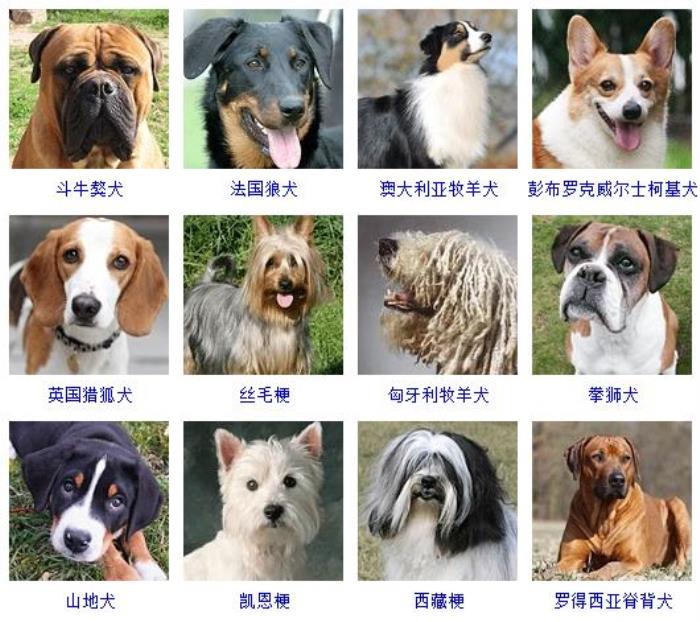 宠物狗的品种图片大全图片