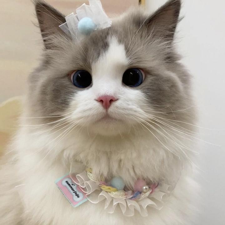 宠物头像鲨鱼