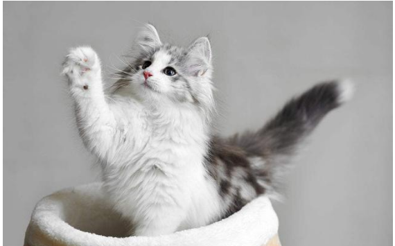 宠物猫Pedigree