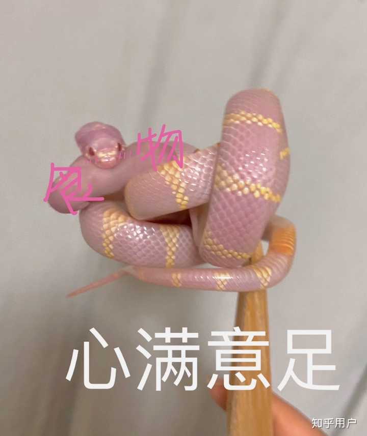 宠物蛇猫狗
