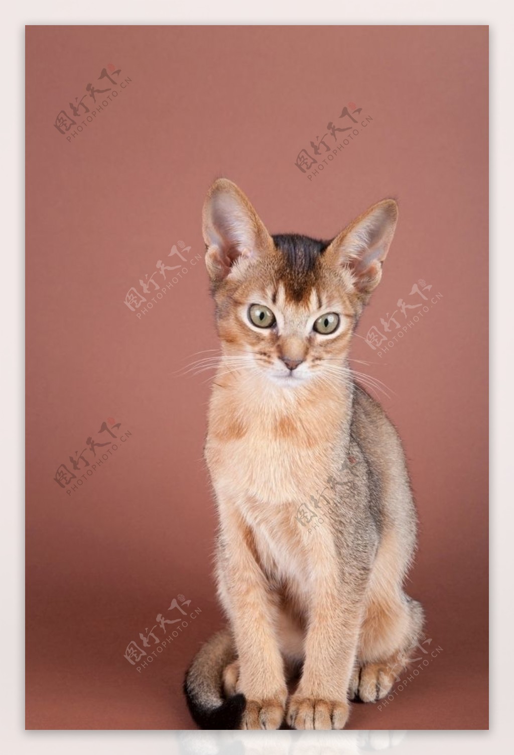宠物头像猫咪图片_宠物图片小精灵图鉴