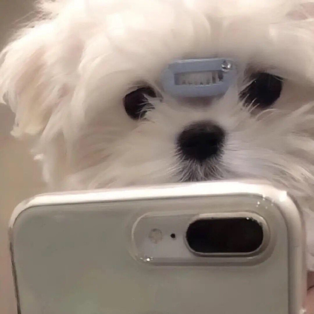 宠物小精灵图鉴宠物用品_宠物图片图片