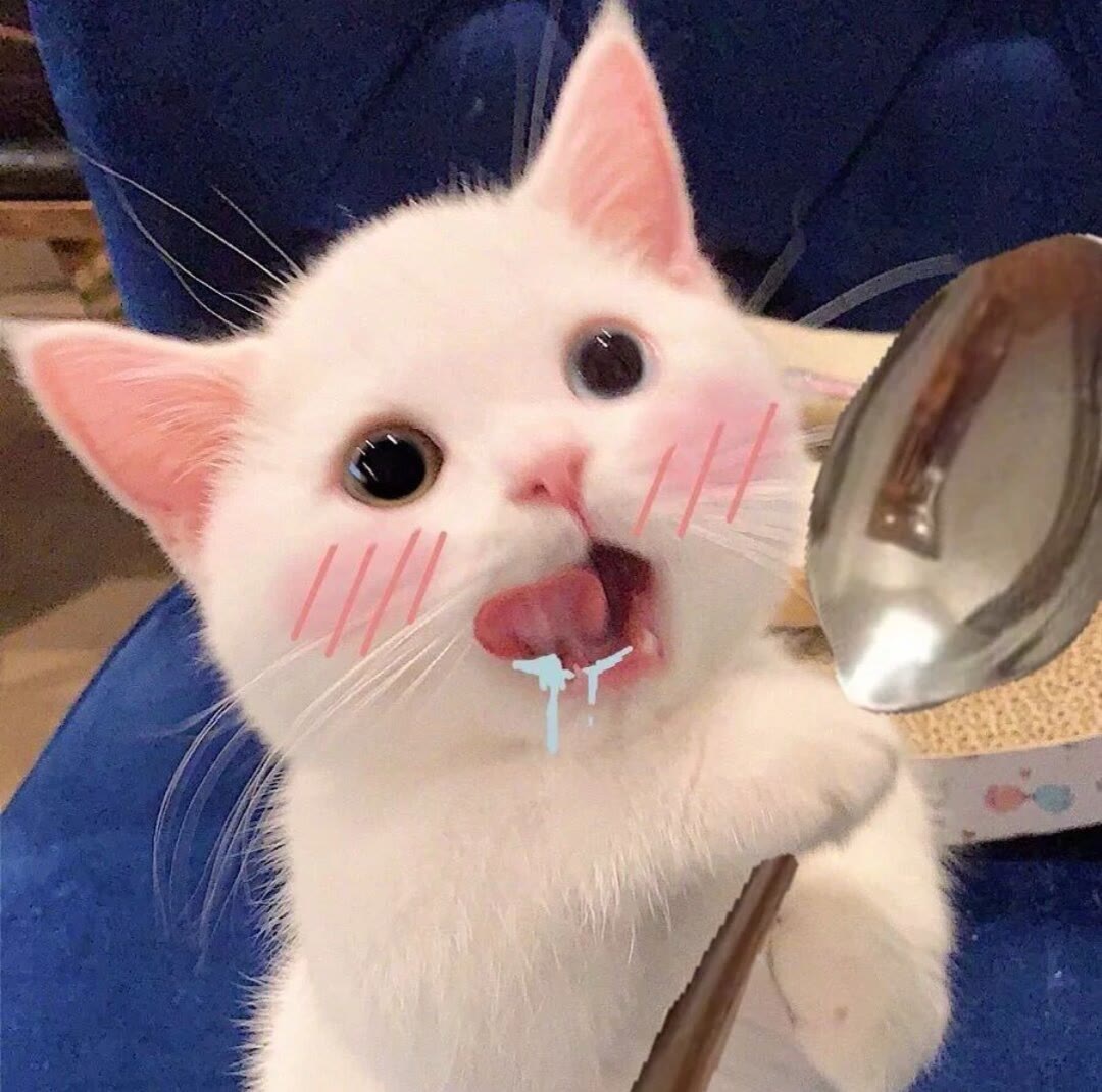 宠物蛇狮子猫_宠物图片小精灵