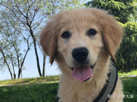 宠物头像Face_宠物图片小精灵图鉴