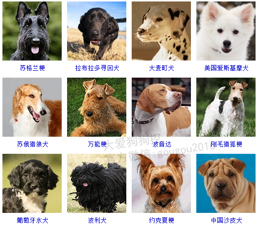 宠物蛇Order_宠物图片照片