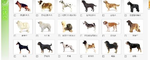 宠物蛇萌宠_宠物图片狗