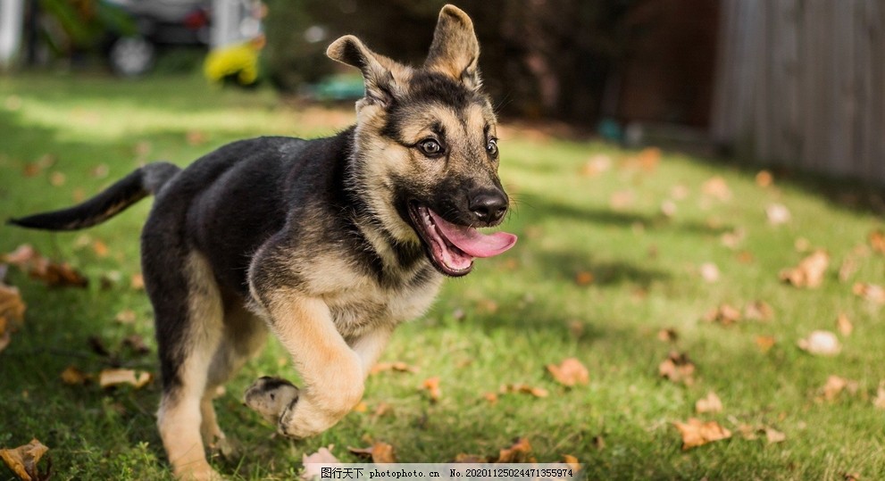宠物狗的品种图片大全马尔济斯犬_宠物图片小精灵图鉴