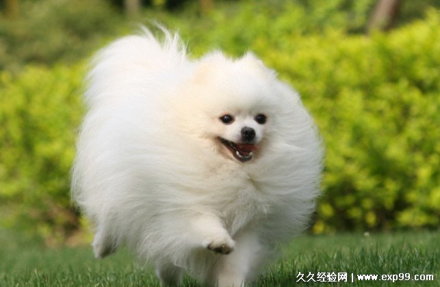 宠物狗的品种图片大全背景白_宠物图片小精灵