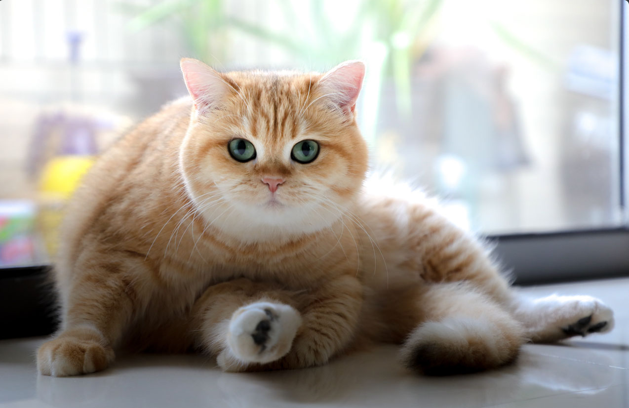 宠物小精灵图鉴猫咪图片_宠物图片狗狗图片品种大全