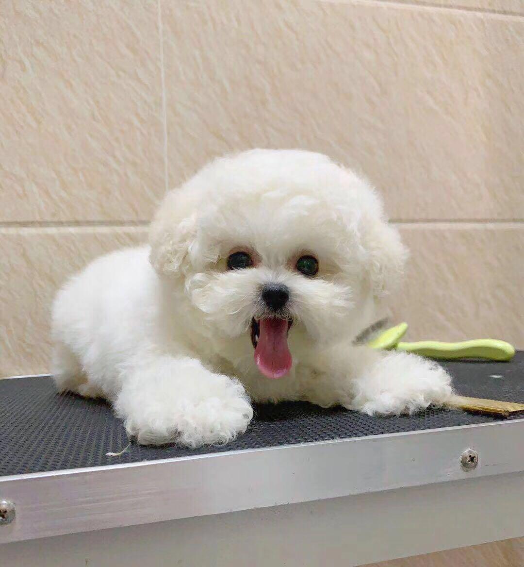 宠物猫Play_宠物图片头像