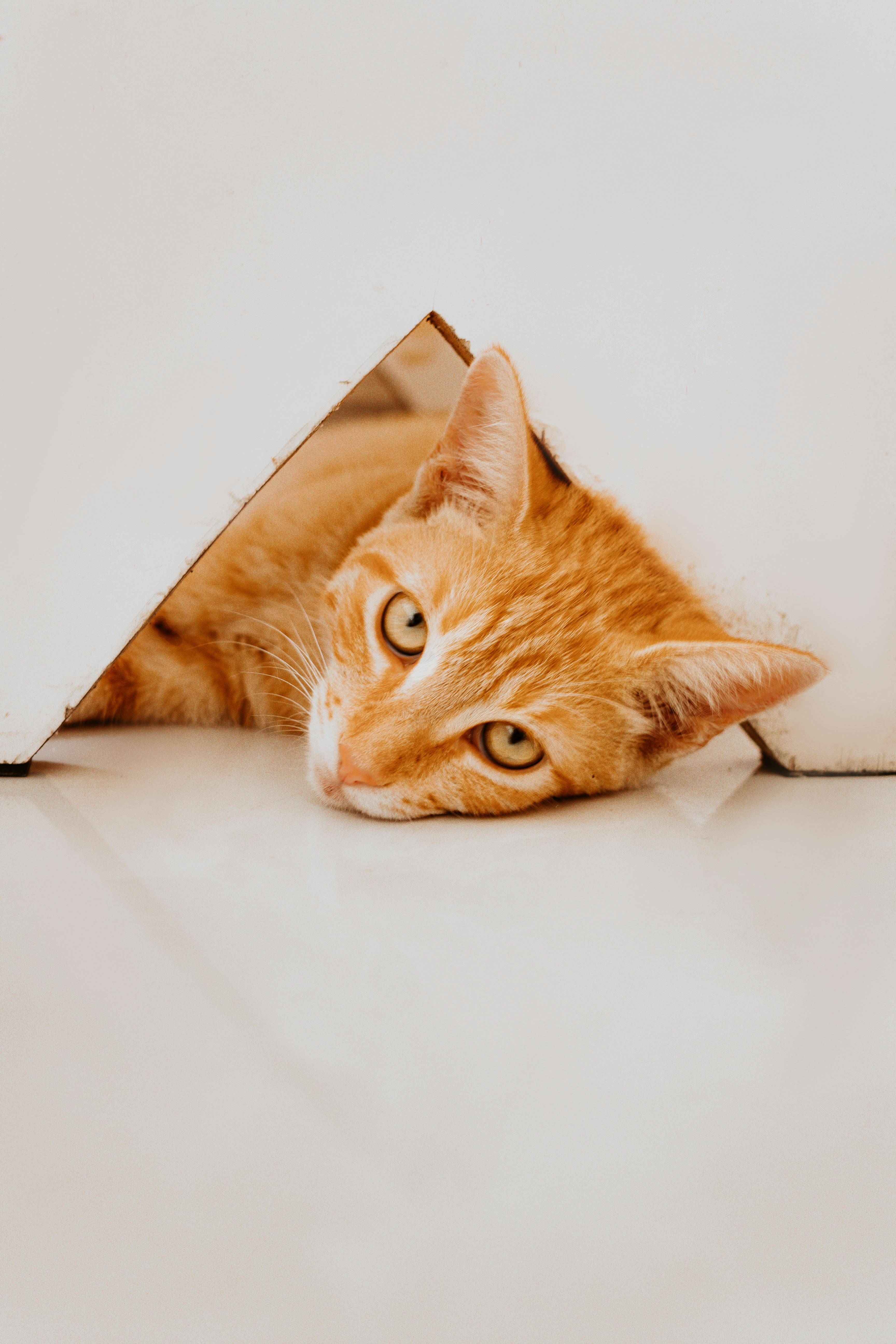 宠物狗狗图片品种大全马尔济斯犬_宠物图片蛇
