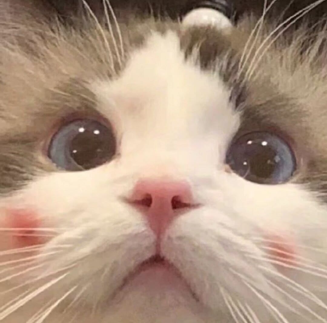 宠物猫猫狗_宠物图片狗