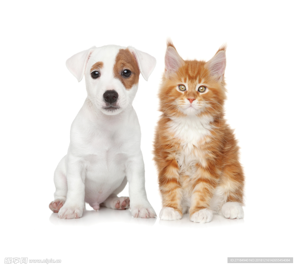 宠物狗狗图片品种大全Animals_宠物图片照片