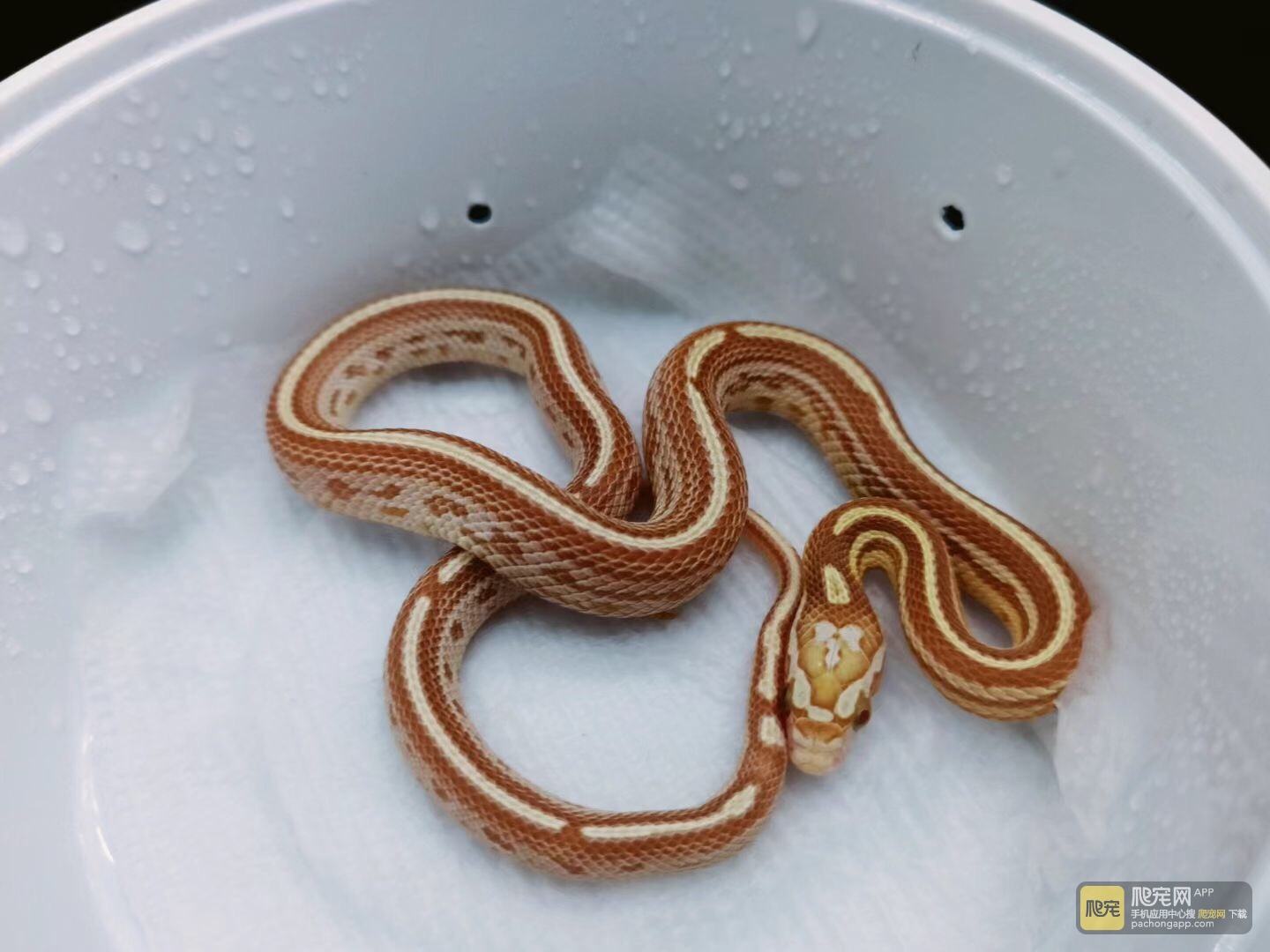 宠物狗Puppy_宠物图片照片