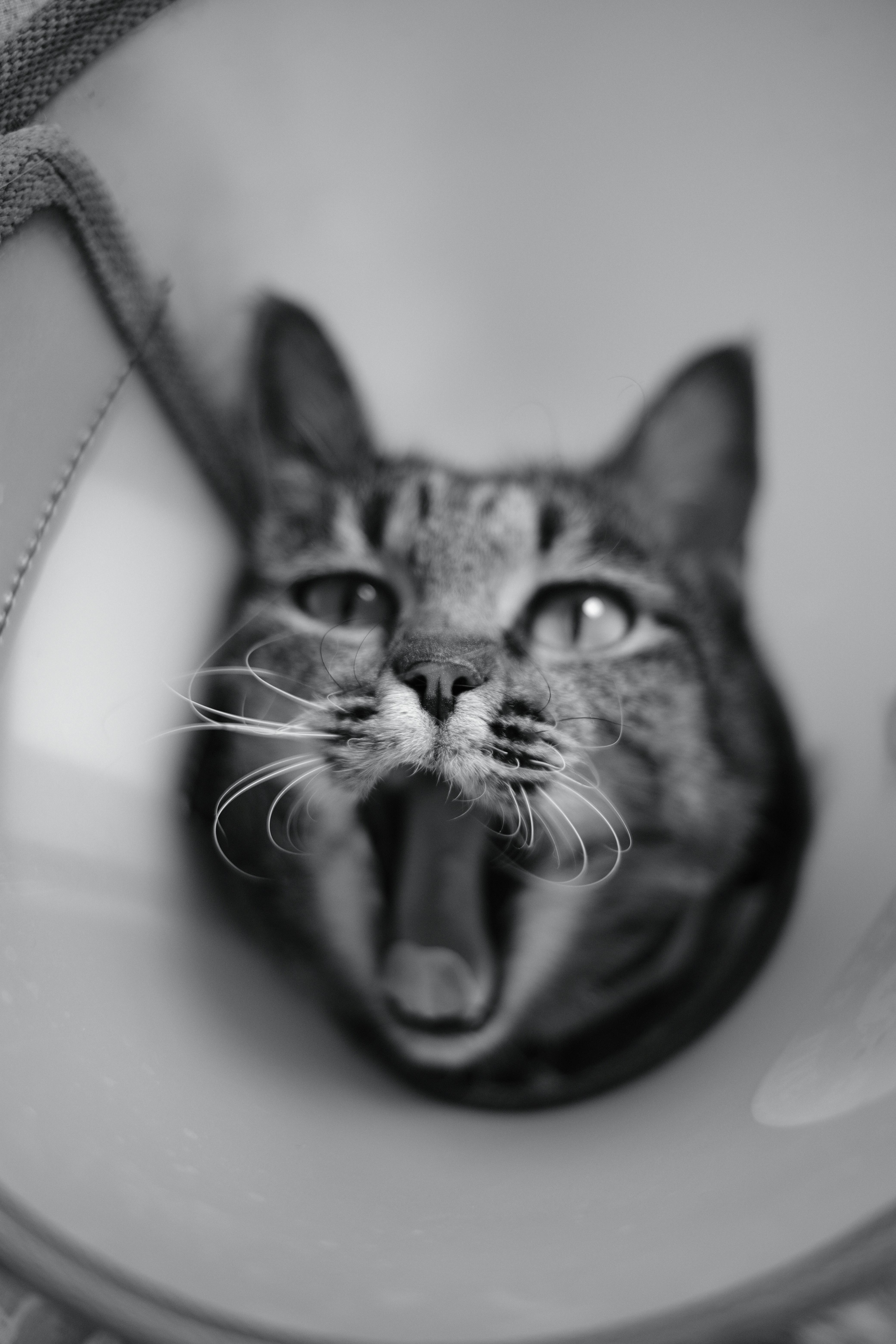 壁纸古风蜡笔小新_好奇的猫从老式窗框向外凝视