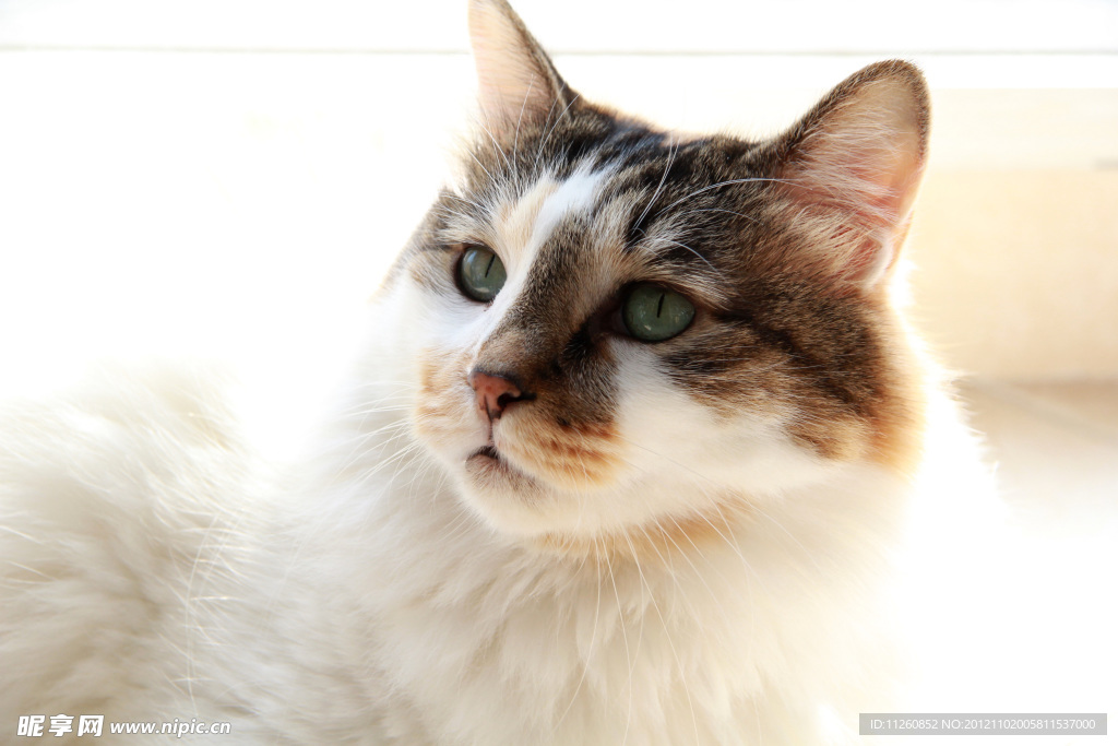 宠物照片狮子猫_宠物图片小精灵图鉴