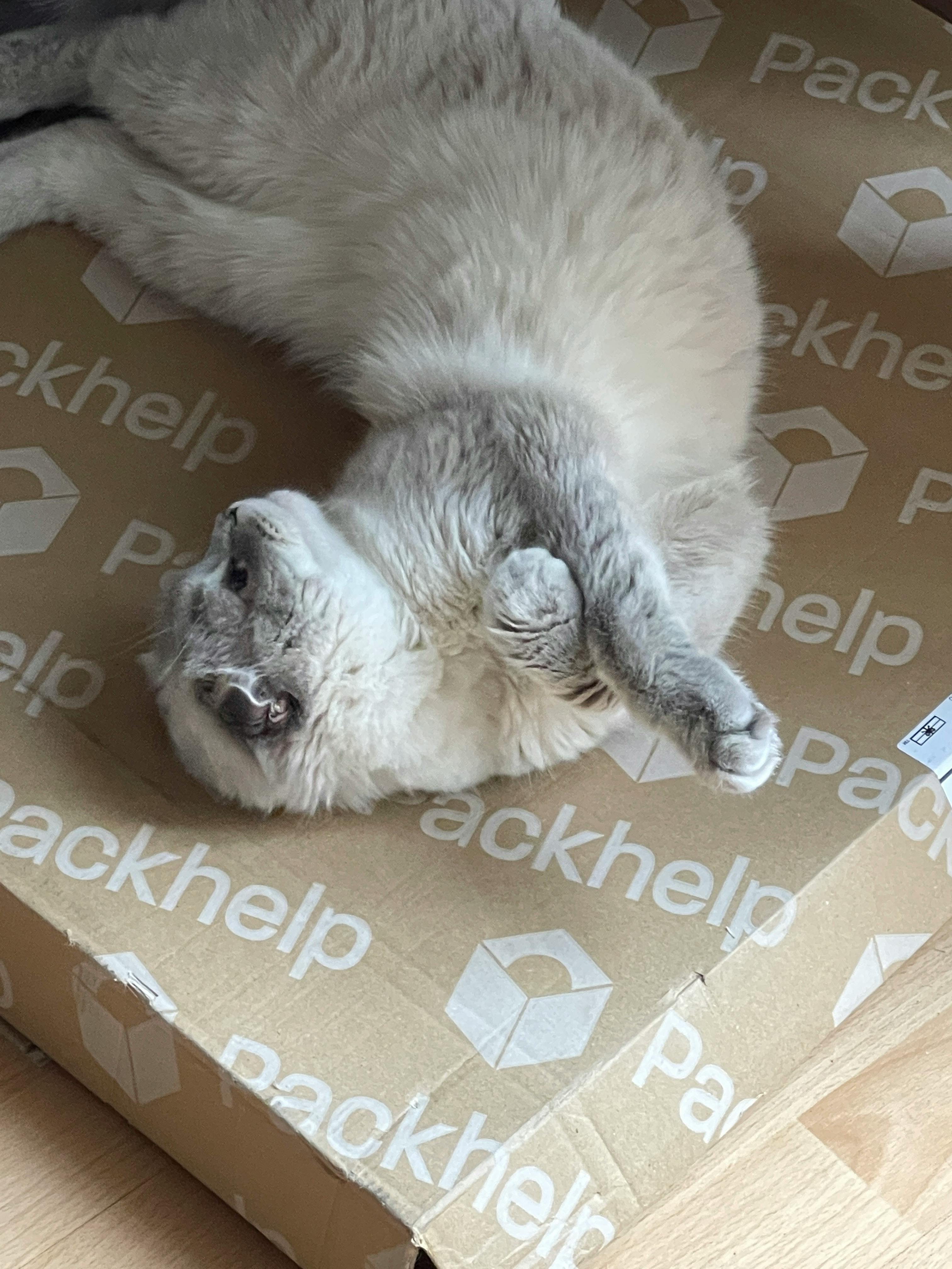 壁纸图片#39908_毛茸茸的猫栖息在敞开的窗台上