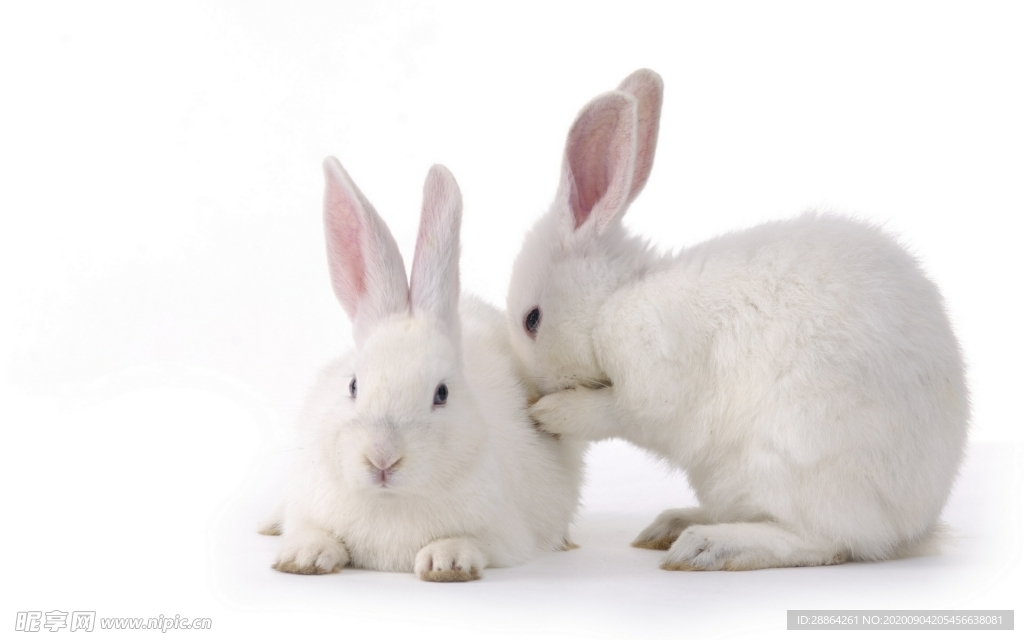 宠物照片Easter_宠物图片猫