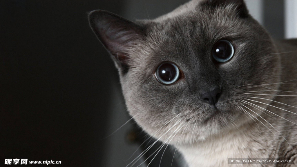 宠物狗萌猫_宠物图片蛇