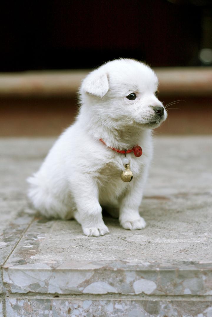 宠物照片Dog_宠物图片狗狗图片品种大全