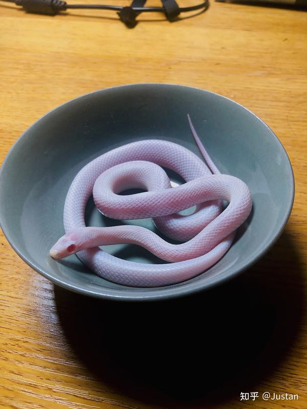 宠物头像马尔济斯_宠物图片狗