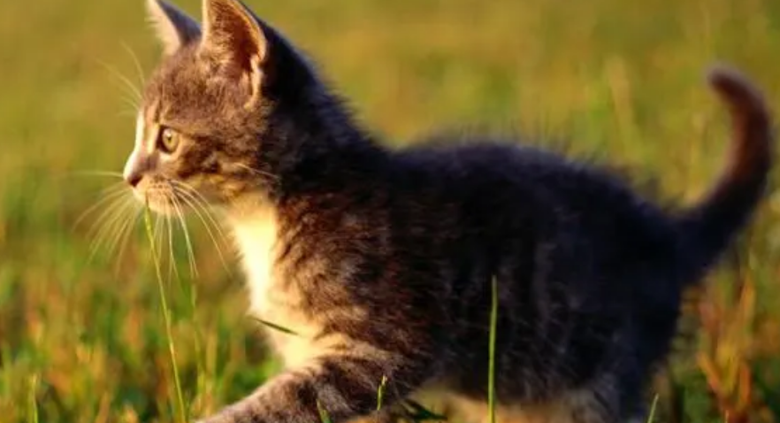 宠物图片可爱的猫_宠物图片猫