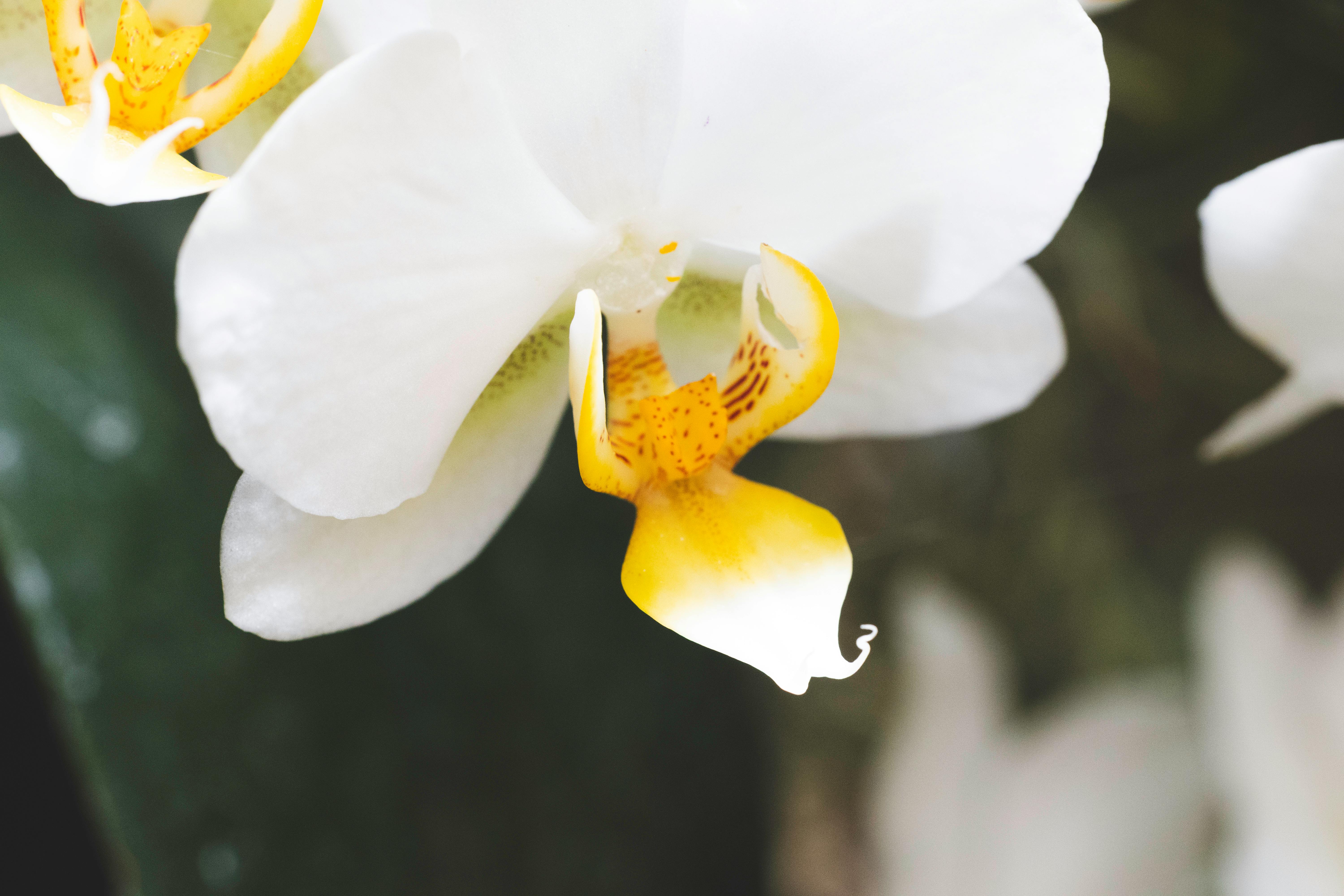 美女头像网红_花园里盛开的美丽粉红菊花