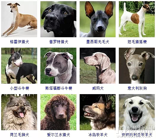 宠物猫背景_宠物图片照片