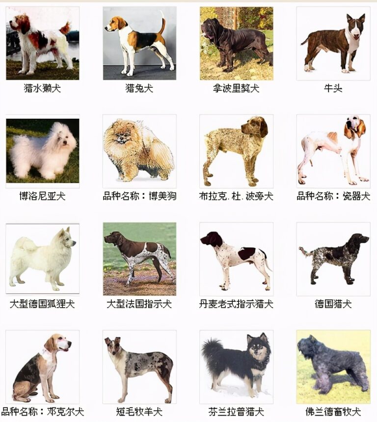 宠物猫Funny_宠物图片狗狗图片品种大全