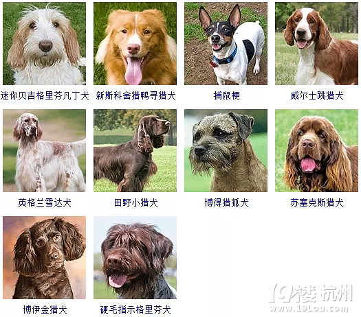 宠物狗电针_宠物图片小精灵
