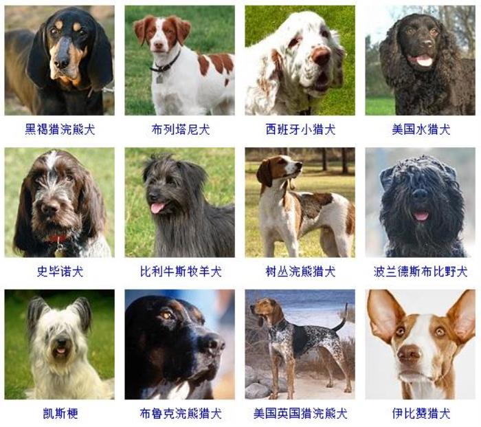 宠物猫Y_宠物图片图片