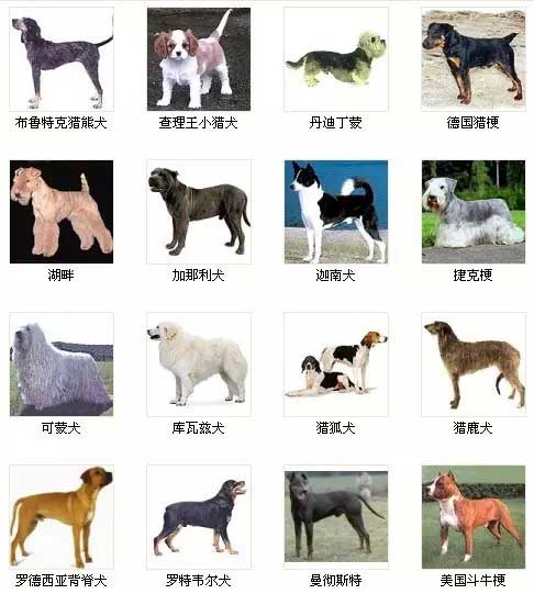 宠物狗狗图片品种大全Pet_宠物图片图片