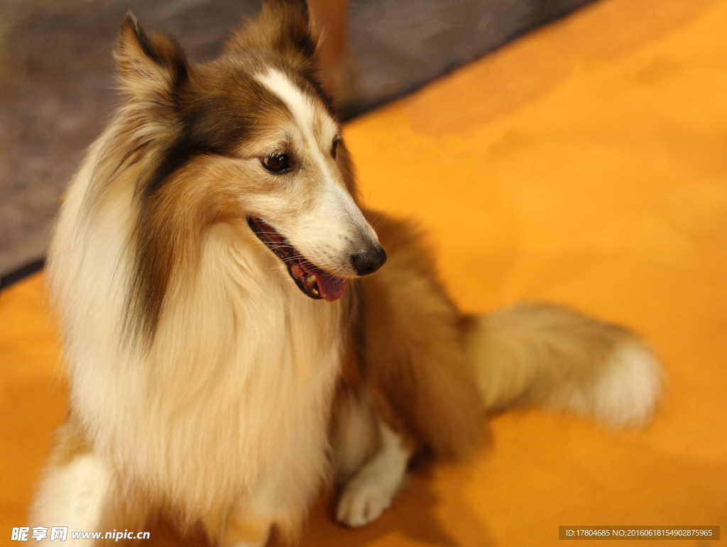 宠物小精灵图鉴Dog_宠物图片图片