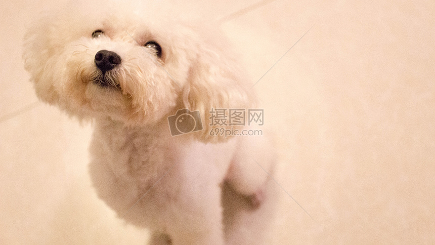 宠物图片Dog_宠物图片狗的品种图片大全