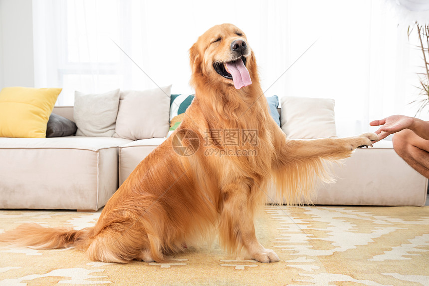 宠物猫Happy_宠物图片蛇