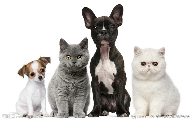 宠物图片Animals_宠物图片狗的品种图片大全