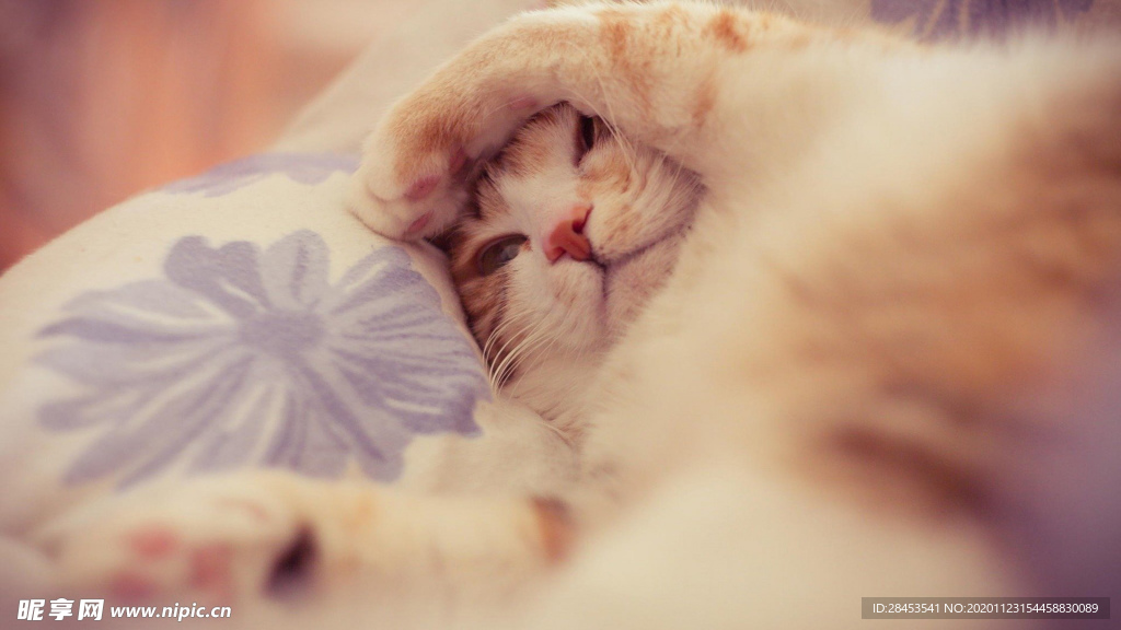 宠物猫背景美图_宠物图片狗的品种图片大全