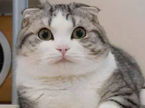 宠物小精灵图鉴Gatos_宠物图片头像