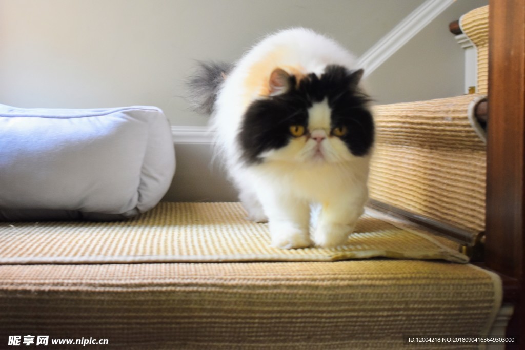 宠物狗宠物猫_宠物图片图片