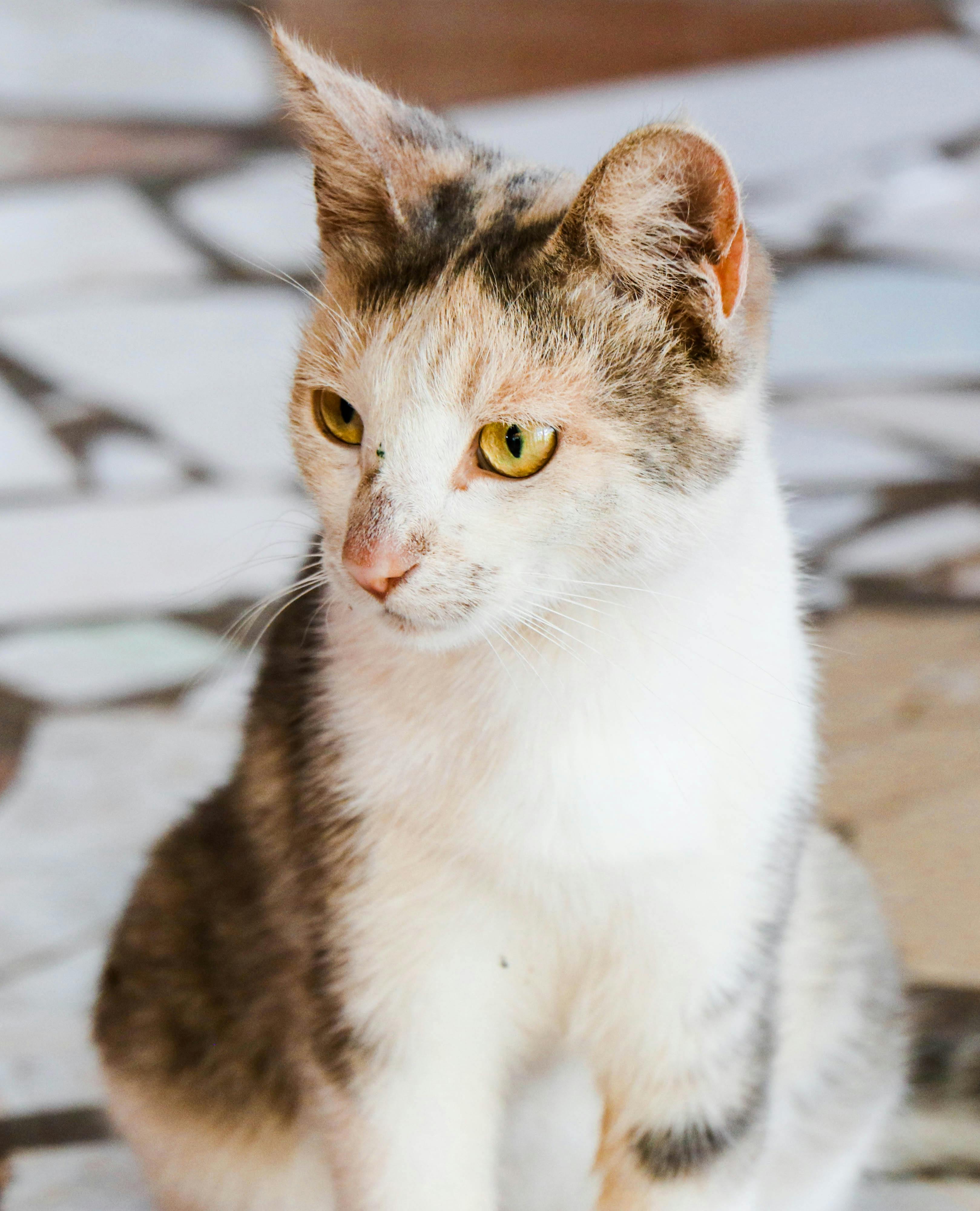 宠物狗Cat_宠物图片猫