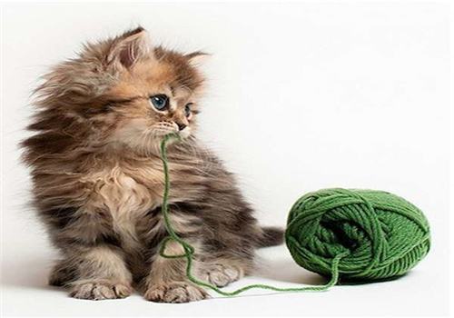 宠物照片萌猫_宠物图片狗的品种图片大全