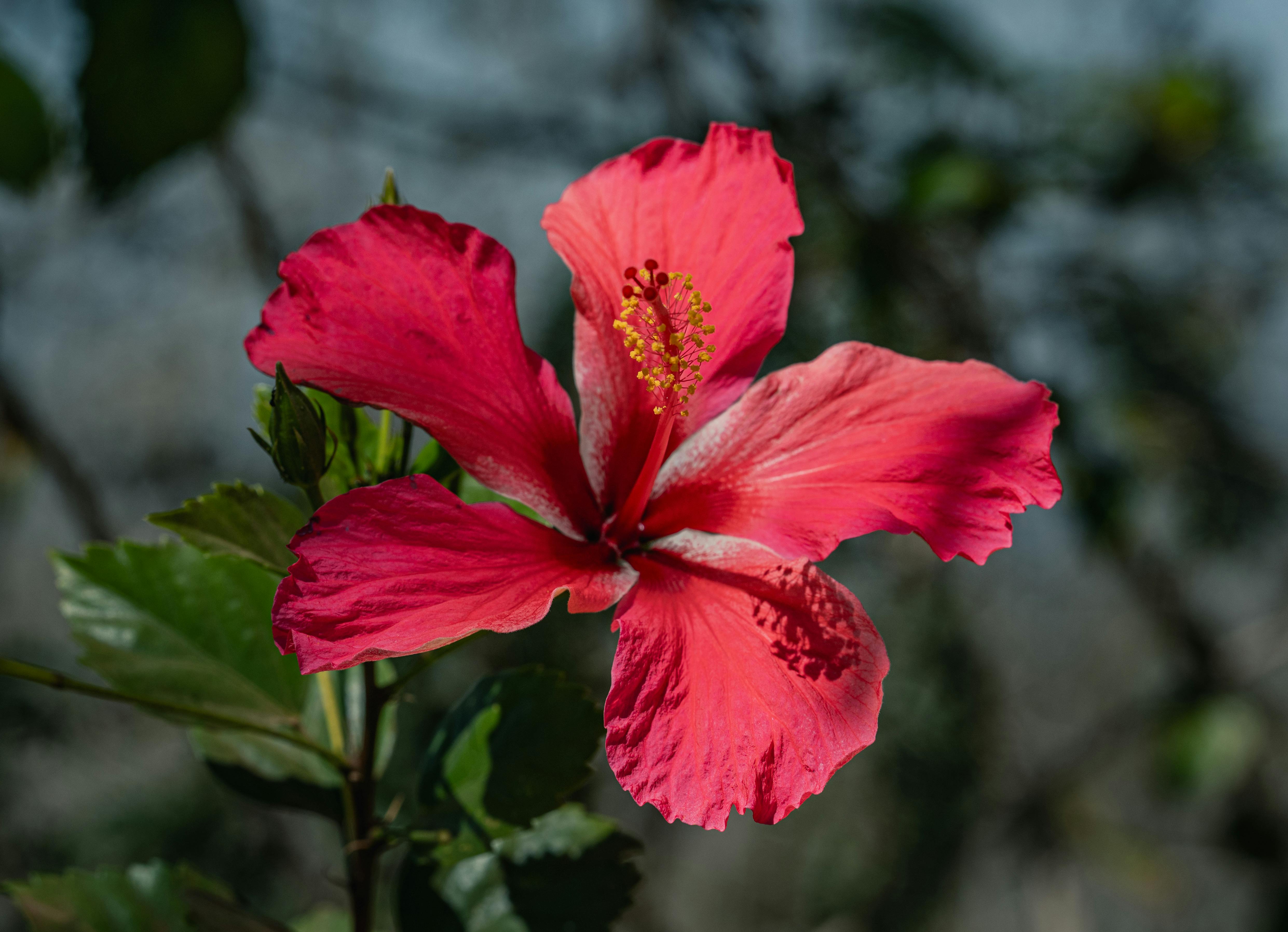 壁纸高清8K_热带花园中鲜艳的红芙蓉花