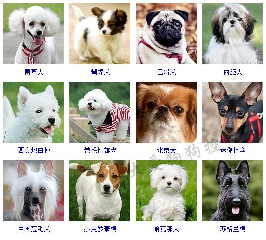 宠物小精灵Birthday_宠物图片狗