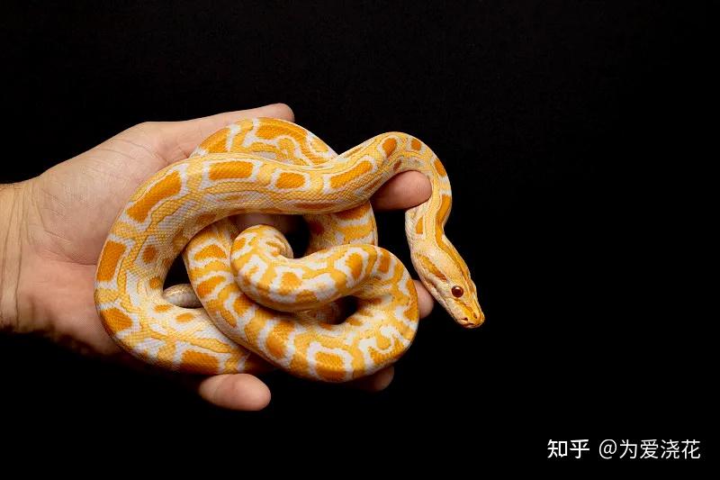 宠物狗的品种图片大全猫狗_宠物图片照片